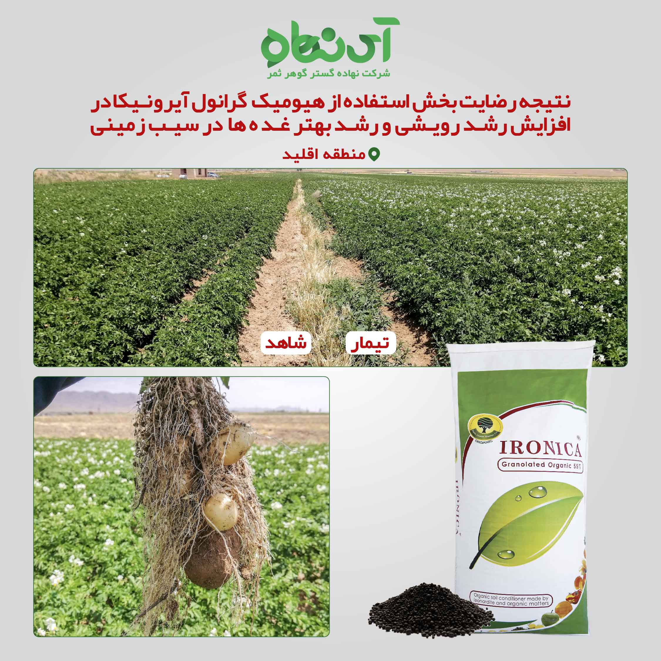 نتیجه رضایت بخش استفاده از هیومیک گرانول آیرونیکا